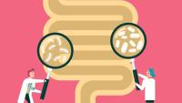 Illustration Human digestive system with doctors hands hold magnify glass to show probiotics stock